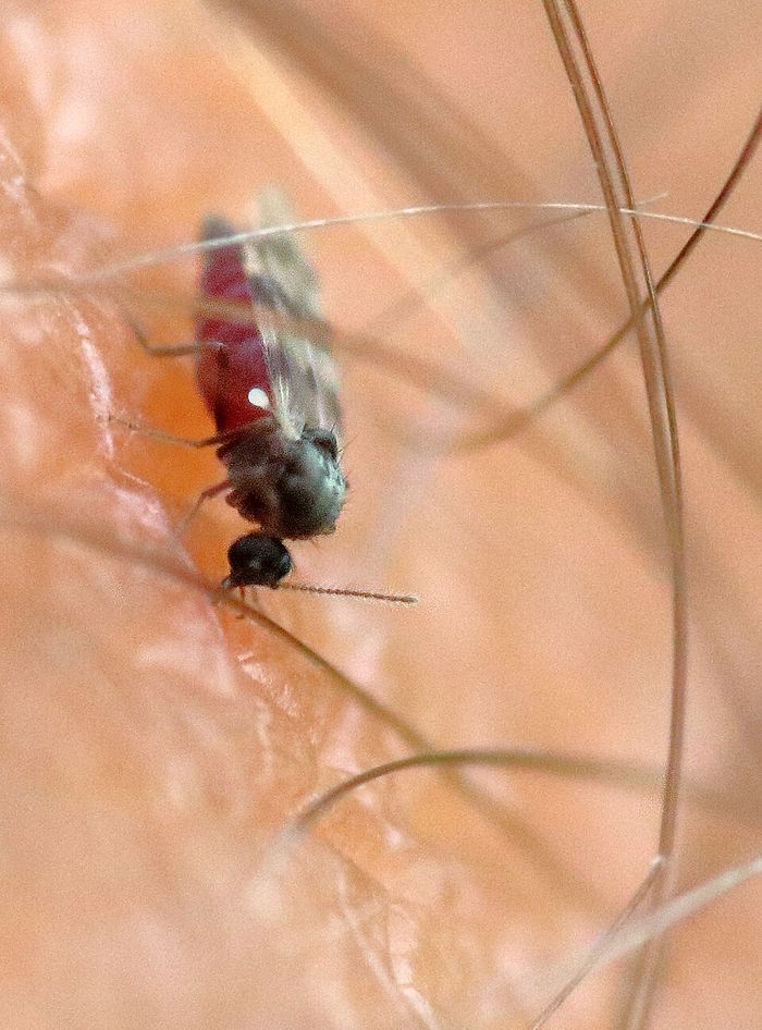 A Highland midge (Culicoides impunctatus) feeding