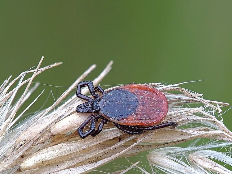A castor bean tick (Ixodes ricinus) questing on a dry grass seed head